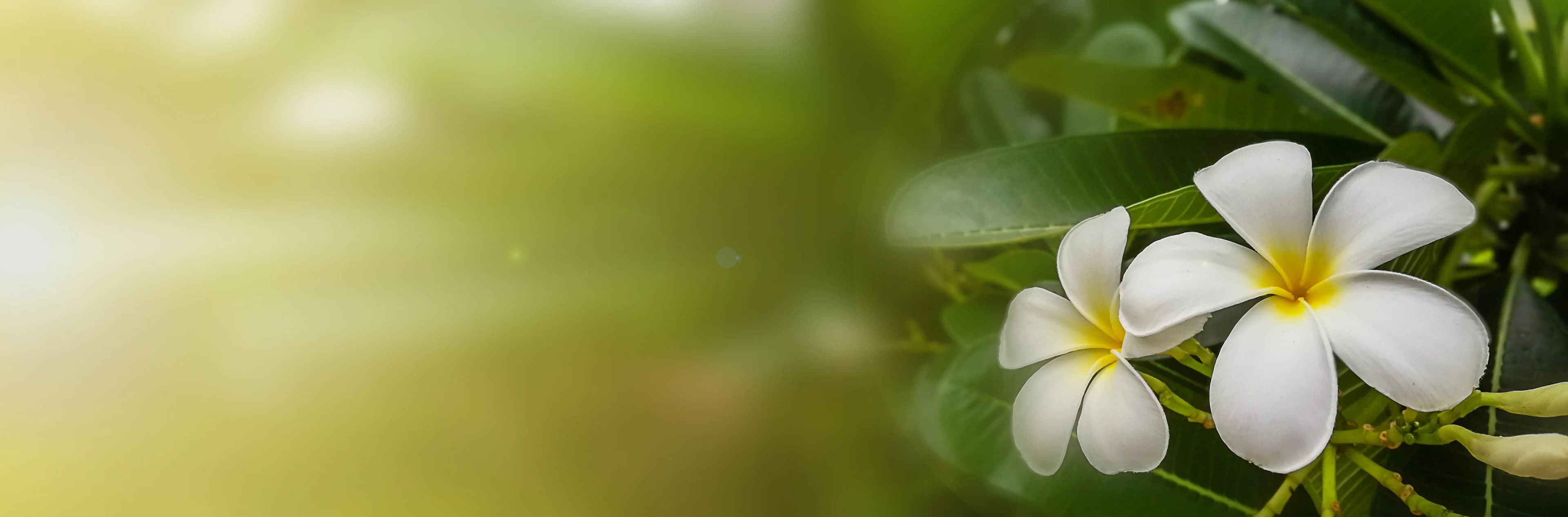 Dokchampa - Laotische Nationalblume