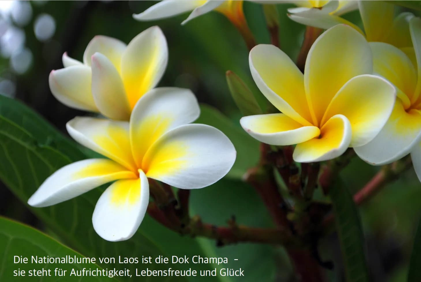 Dokchampa - Laotische Nationalblume